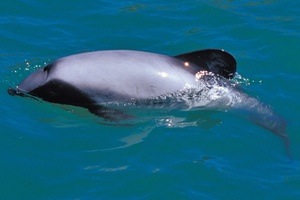 Hector's Dolphin