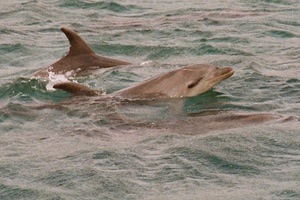 Bottlenose Dolphin