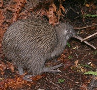 Southern Tokoeka; Foto: Wikimedia Commons