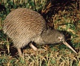 North Island Brown Kiwi; Foto: Wikimedia Commons