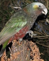 South Island Kaka