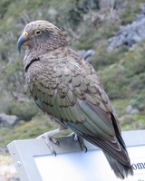 Kea
