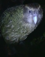 Kakapo