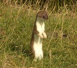 Stoat; Foto: Wikimedia Commons