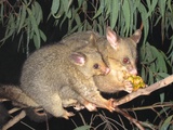 Possum; Foto: Wikimedia Commons